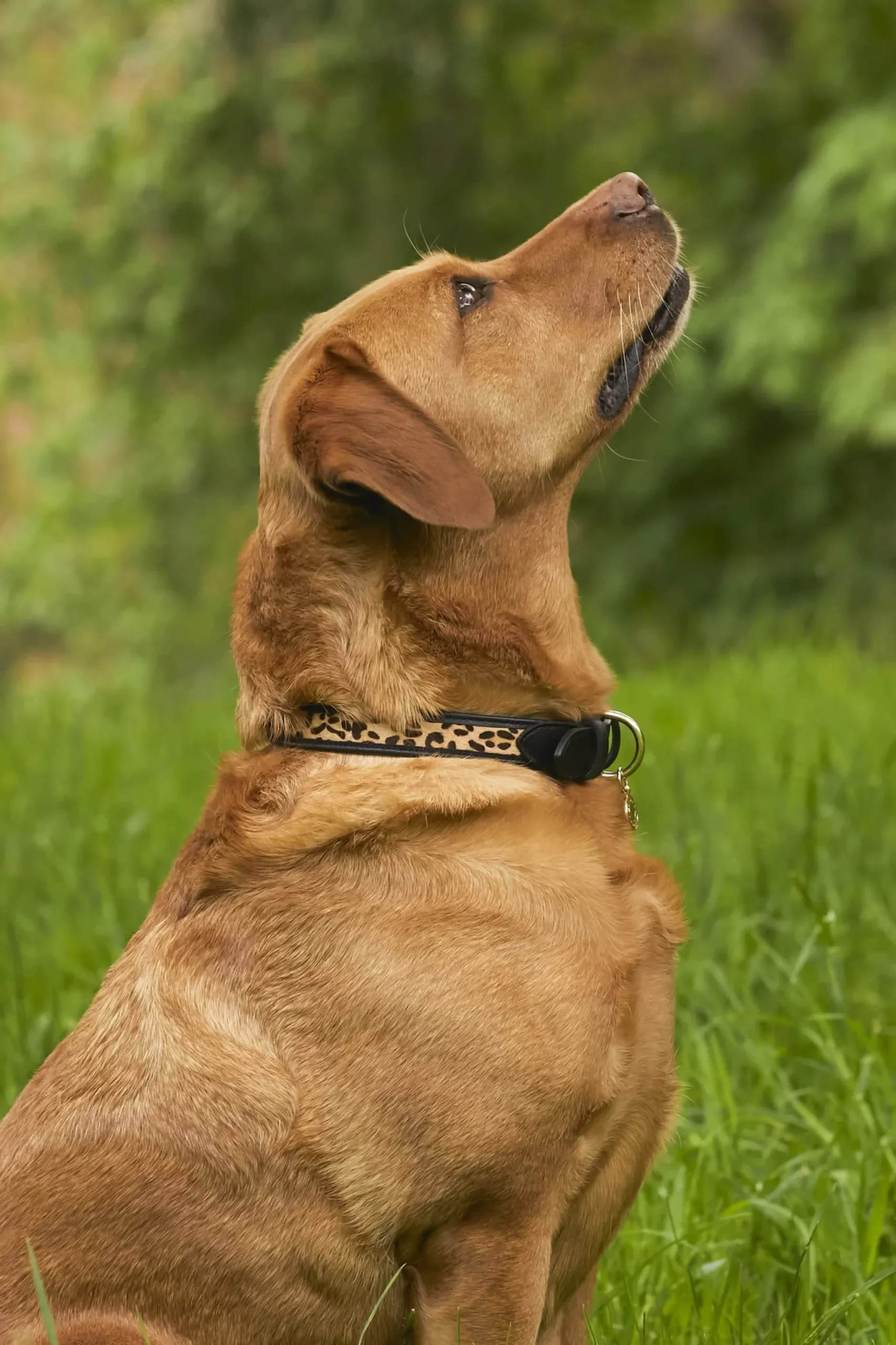 Holland Cooper HC Classic Dog Collar Black & Leopard Pony Clearance
