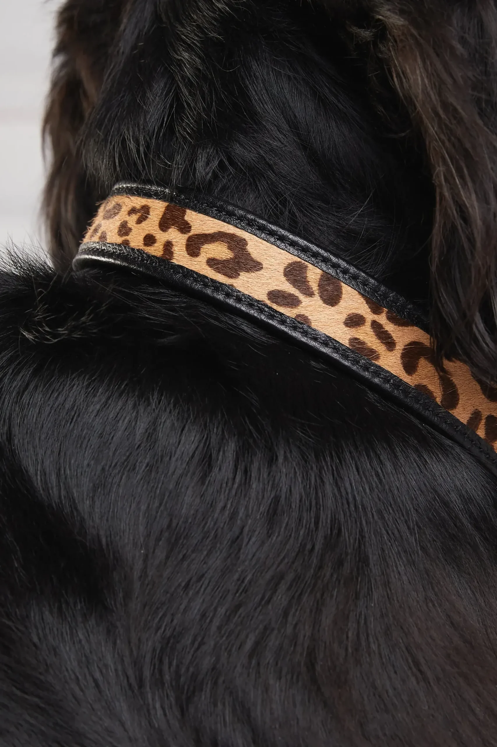 Holland Cooper HC Classic Dog Collar Black & Leopard Pony Clearance
